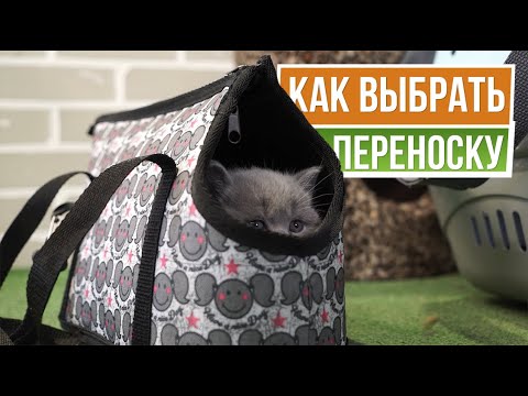 Видео: Зачем у кошек сумки?