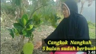 Ayo berbagi part 2...   cara cangkok nangka agar cepat keluar akar dan berbuah