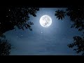 Cricket conversations  binaural nighttime ambience  10 hours  nature sleep sounds