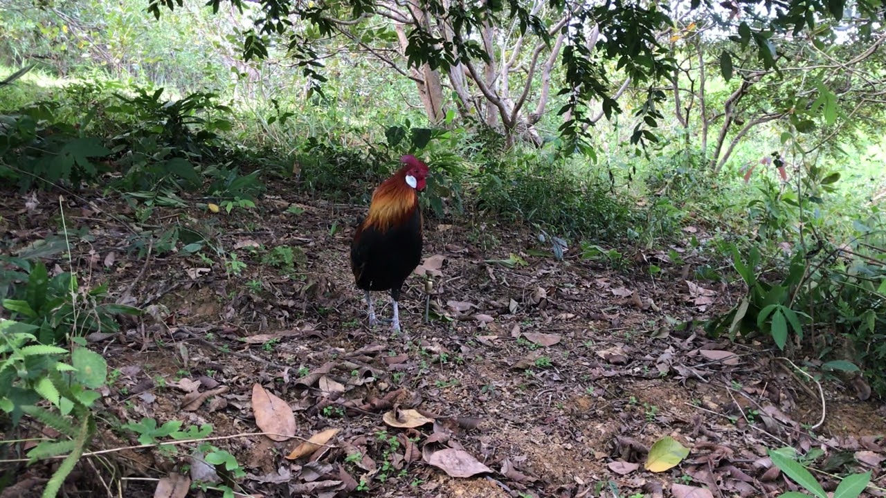 Bẫy gà rừng mới nhất,, mồi rặc hốt e bổi tơ kèo chiều tối 😆😆😆