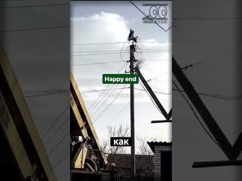 Аистиное гнездо на линии электропередачи: пожар, спасение и новая жизнь