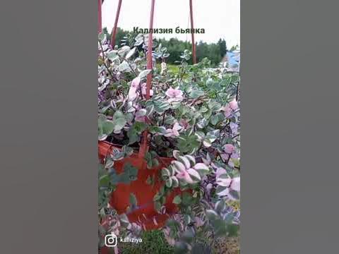 Callisia Bianca, Каллизия Бьянка - YouTube