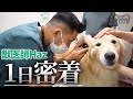 【動物病院密着】ペットのかゆみ・脱毛の悩みを救う！皮膚科専門で働く『獣医師Haz』に一日密着【PR】