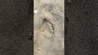 Strange footprints in the sand. Strange toe placement in the impressions