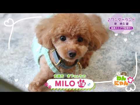 Wan-Nyanzu/Dog] MILO, 1 year old - Aired September 4th - YouTube