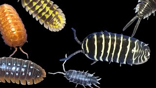 Six of the Best Isopods for Display Pets!