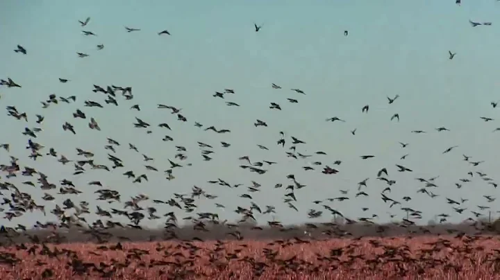 Blackbird Murmurations during the Great Backyard B...