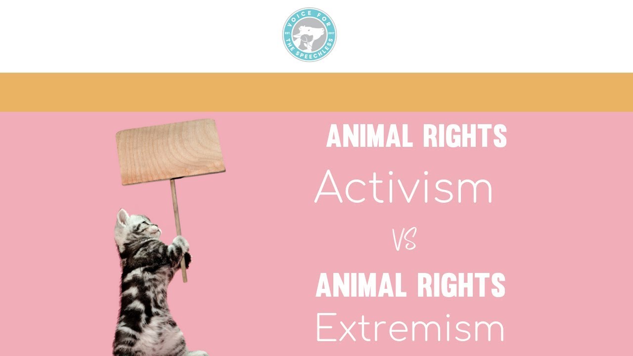 Animal Rights Activism VS Animal Rights Extremism - YouTube