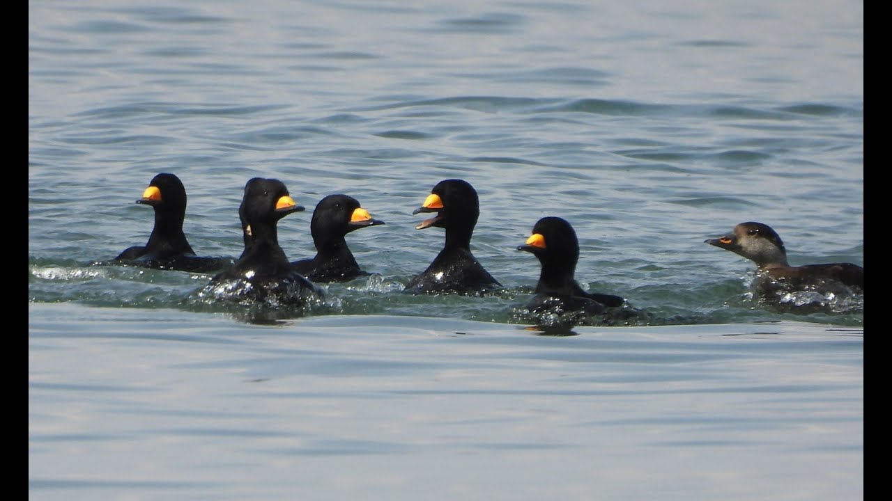 Waves and Black Scoters : APeaceful Scene With a Single Female