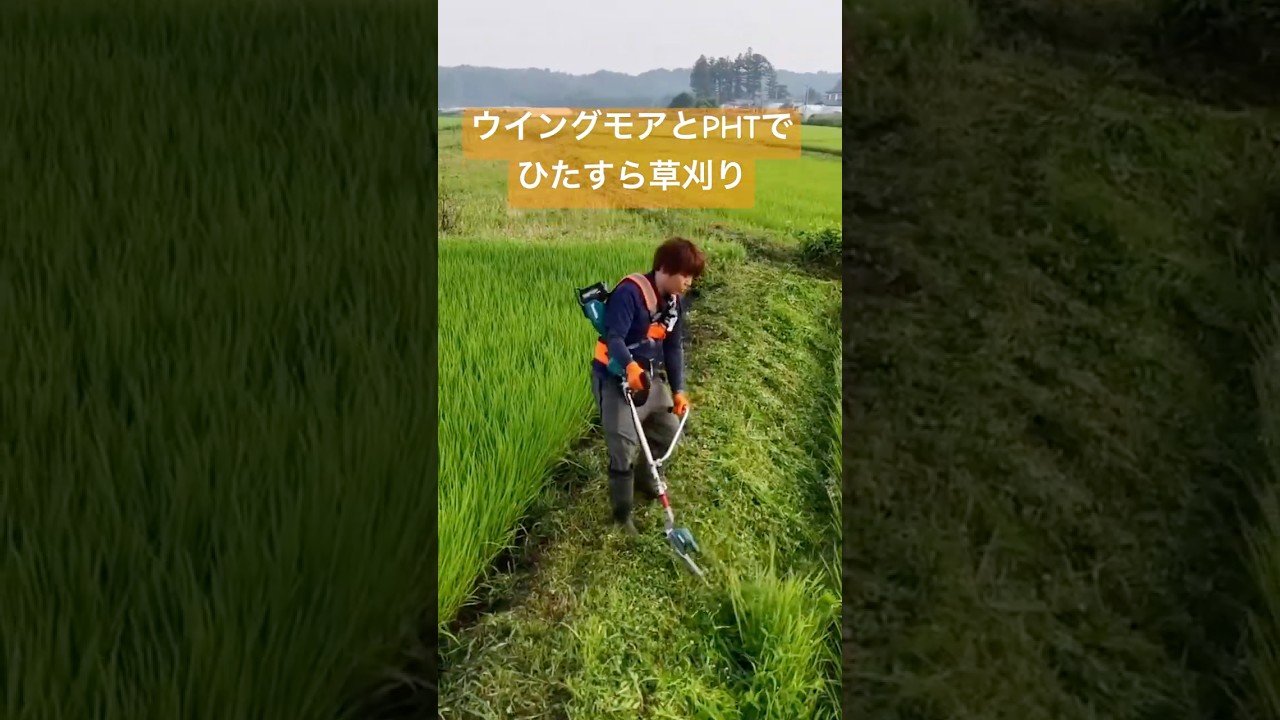 ウイングモアとマキタポールヘッジトリマーでひたすら草刈り #草刈り #ウイングモア #マキタポールヘッジトリマー #土手の草刈り