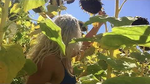 Ein Feld von vielen - Fotocollage/Performance - Korona Stejke 2020