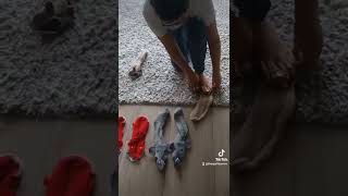 Funny Animal Socks