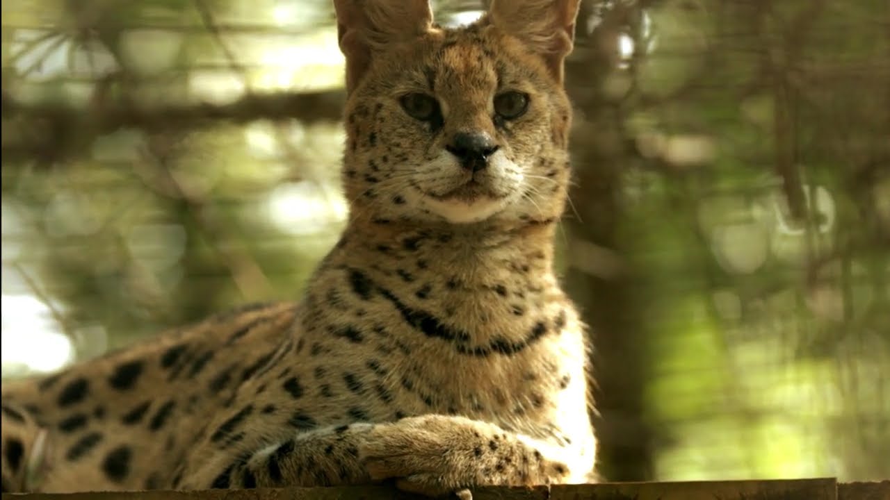 Stunning Serval Up Close – Wild Cat Beauty 🐆