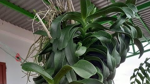 Lan ngọc điểm thái thuần giá rẻ sđt zalo 0987157820