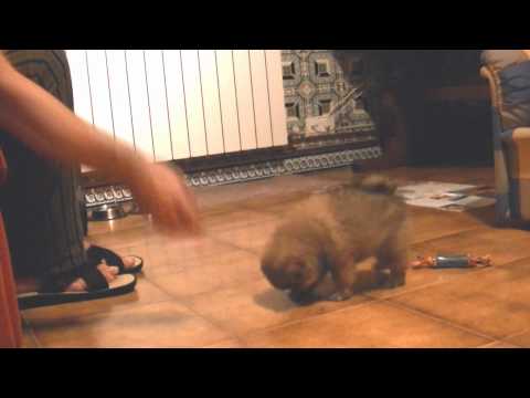 Perro cachorro raza Pomerania muy inteligente Pomerania. Origen, Características, Alimentación, Cuidados Y Curiosidades