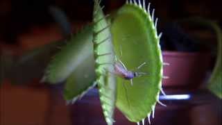 Famous Venus flytrap closing its trap - one of the most impressive and fastest movement a plant is able to! Profile