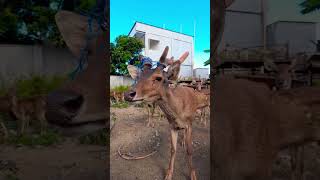 RUSA TIMOR (Cervus timorensis) #fyp #shorts #shortvideo #penangkaran #bima