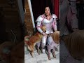 🐕dog &amp;horse on the fighting fild🐎#youtube #shorts #dog #fighting #shortvideos #viralvideos