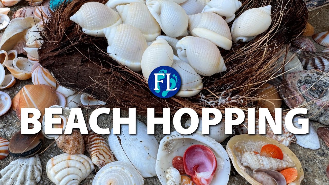 Early Morning #Shelling 🐚 on Jupiter Island