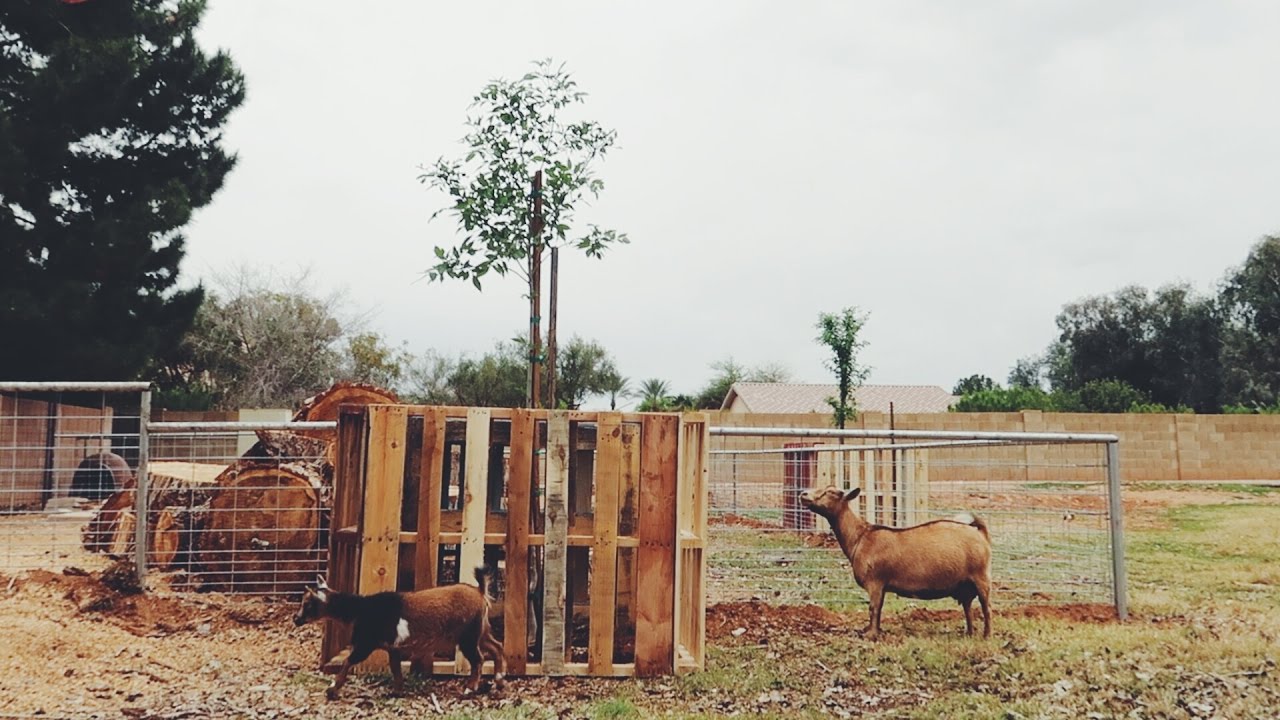 how to keep goats from eating trees 2