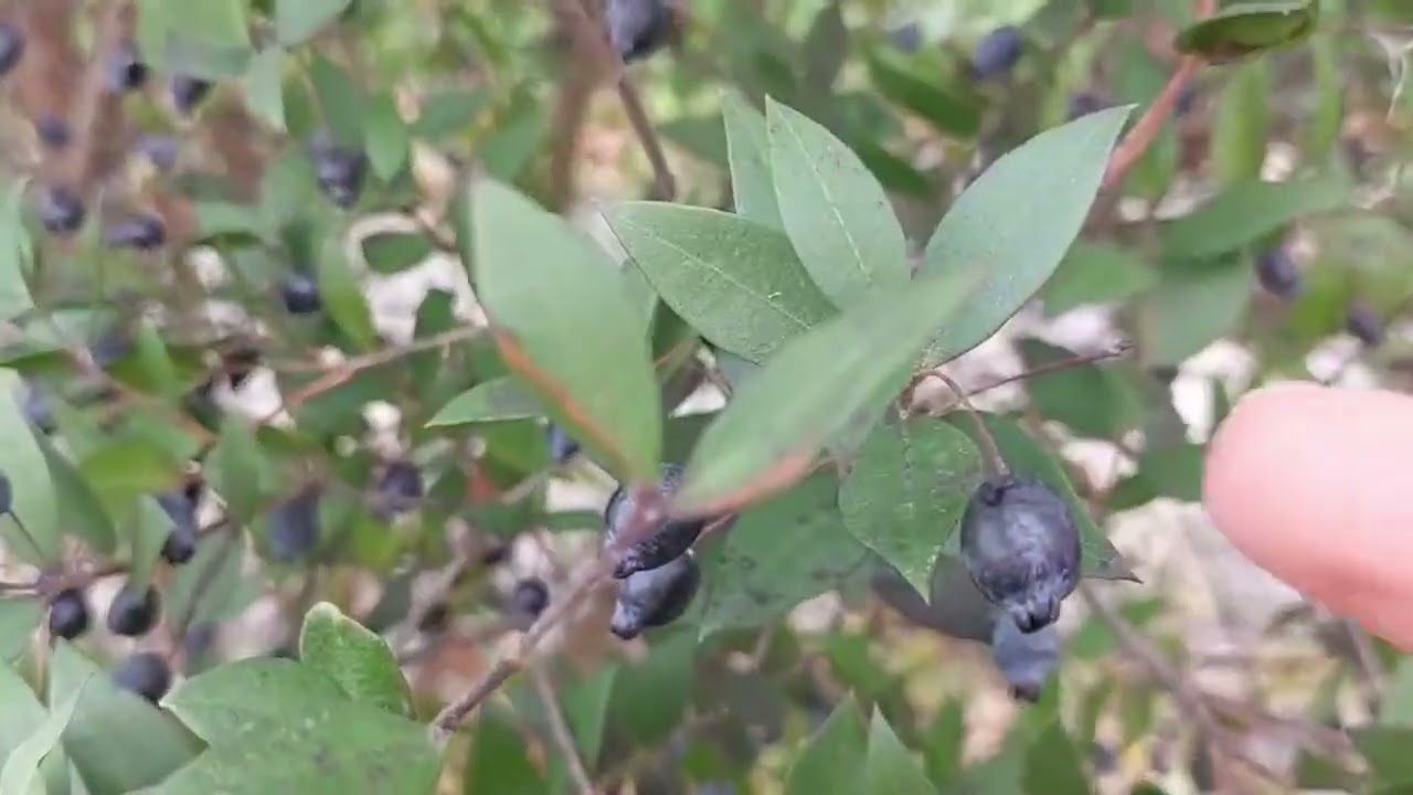 Yaban Mersini (Hambeles) (Murt) (Myrtus communis)