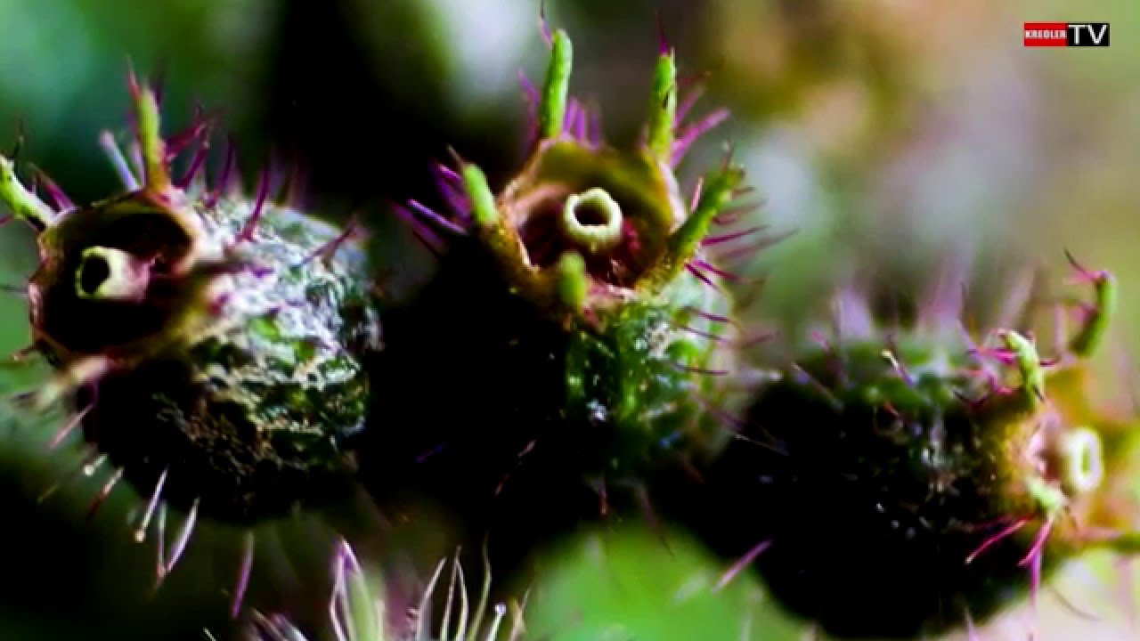 Tabac-bœuf (Clidemia hirta) - Flore invasive  importée.