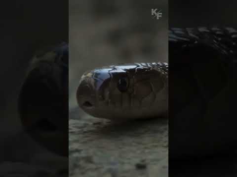 Video: O kraljici zmije, kobrama i anakondama