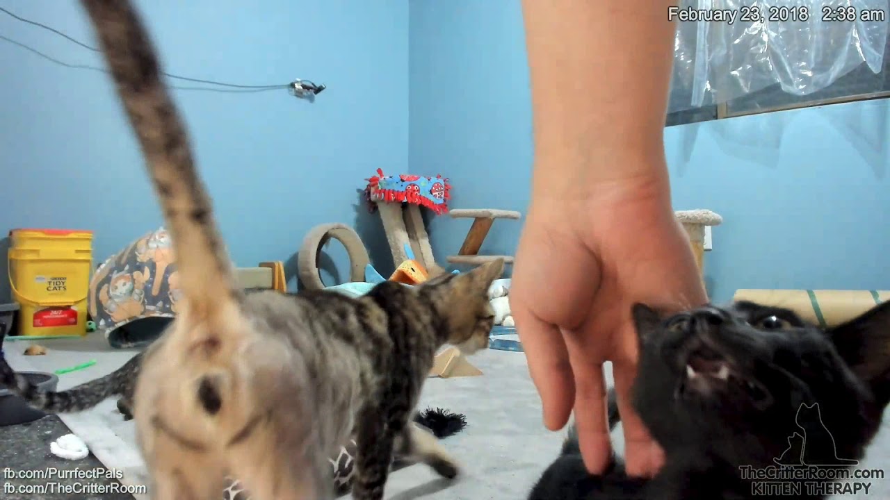 Olympian Kittens Naughty Kittens And Cam Fix Olympian Kittens Naughty Kittens And Cam Fix