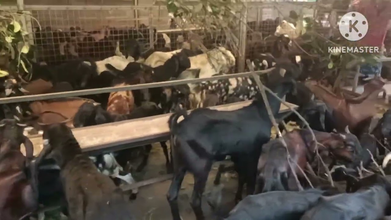 ആടുകളുടെ സാഗരം  July 25, 2025