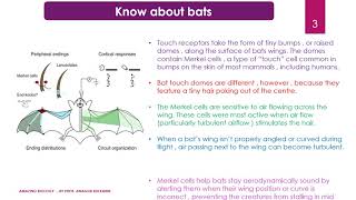 HOW DO THE BATS FLY ?