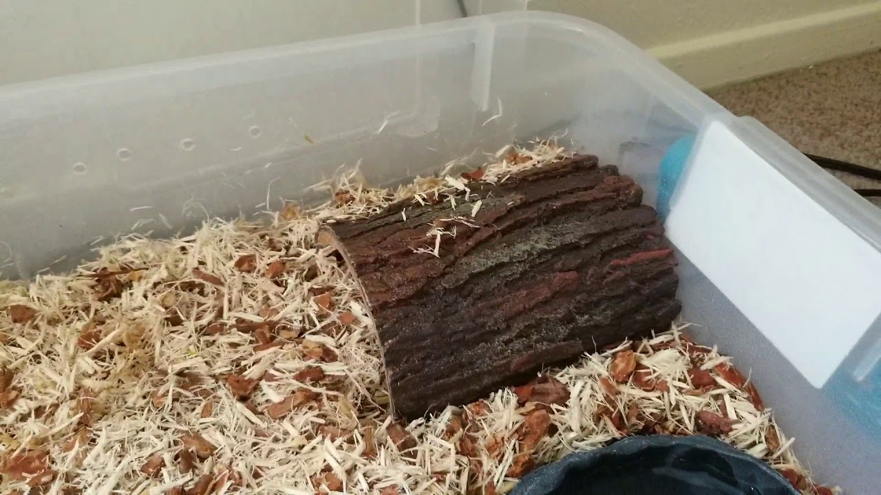 Corn snake care and husbandry YouTube