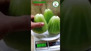 UJI BERAT JAMBU GREEN GIANT (BUTO IJO)
