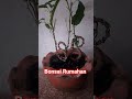 Bahan Bonsai Bunut #bonsaibunut