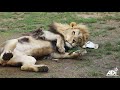 Lions just want to have fun