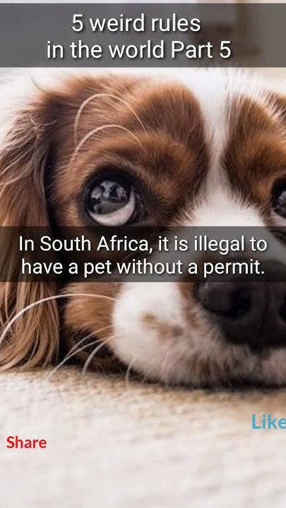 5-weird-rules-in-the-world-part-5-fact-interestingfacts-facts