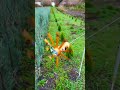 Plastic Bottle & Tin Can Garden Hack: DIY Bird & Mole Repellents! #diy #shorts #tricks