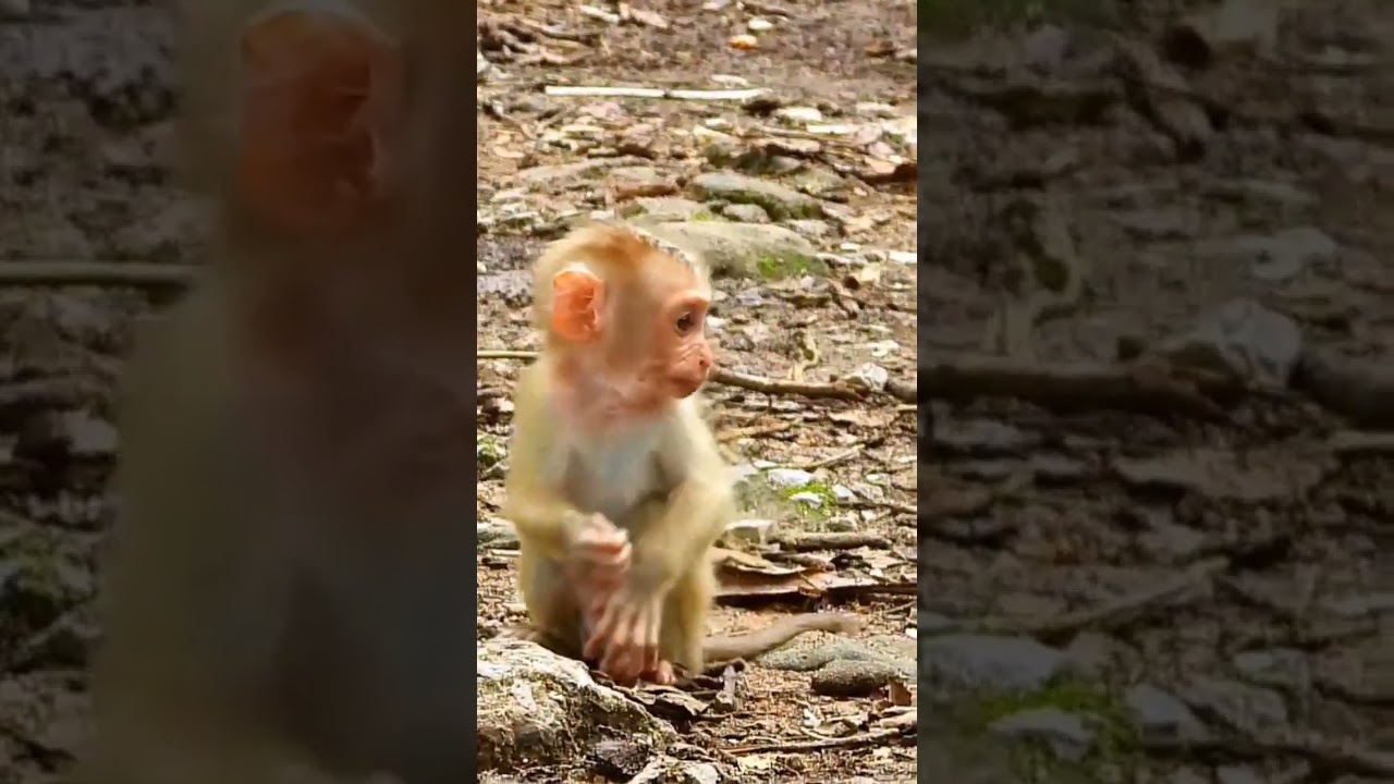 Poor Baby Monkey Lucie & Monkey Angela. 