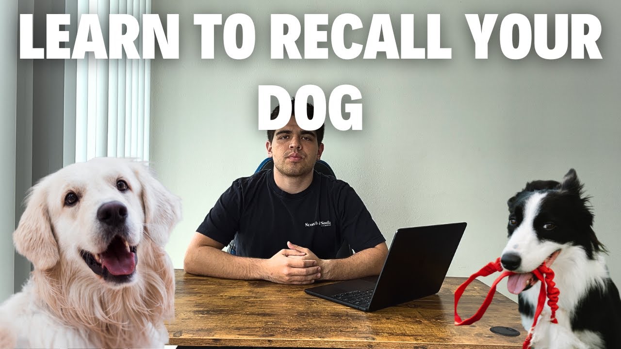 How to Recall your Dog - YouTube