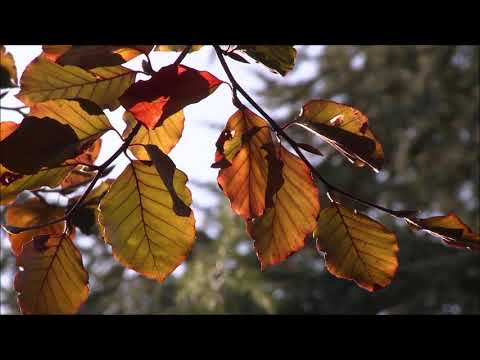 Осень А Петров.  "Осенний марафон".     Autumn A Petrov "Autumn marathon"