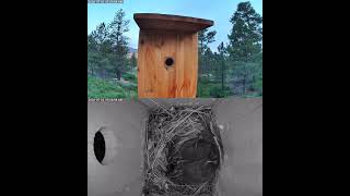 Nest Box 1 - Bluebirds - Stitched - 2026-07-01 18:00 MDT Nest Box 1 - Bluebirds - Stitched - 2026-07-01 18:00 MDT