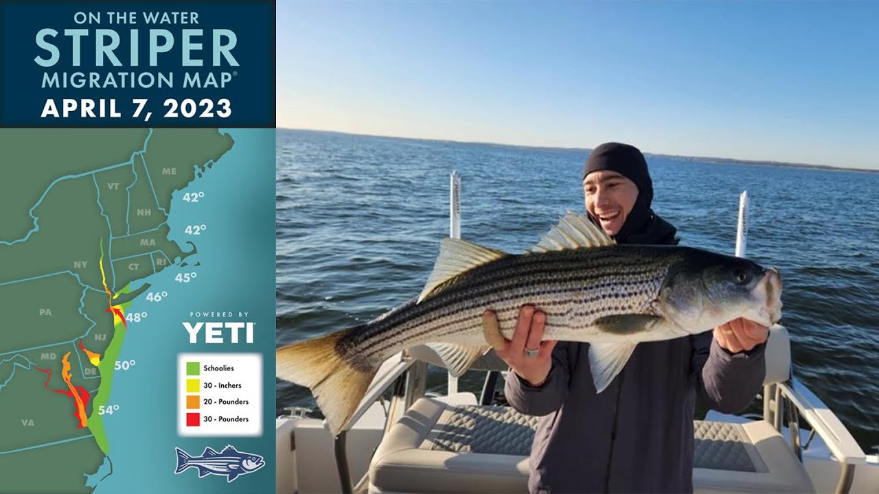 Striper Migration Report