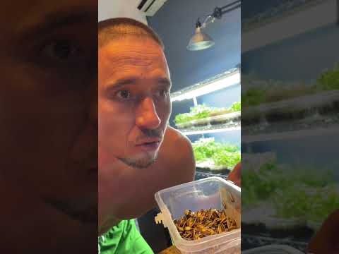 Микрозелень Подсолнух - Лайфхак замачивания