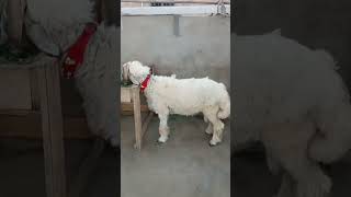 apna Shah g YouTube Chanel plz subscribe like sheare