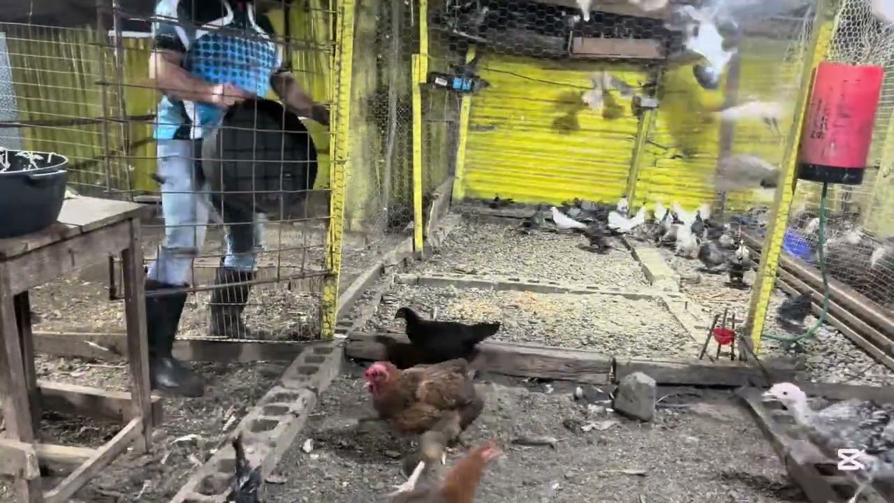 Gallinas de granja , alimento variado 🦆 🐓 