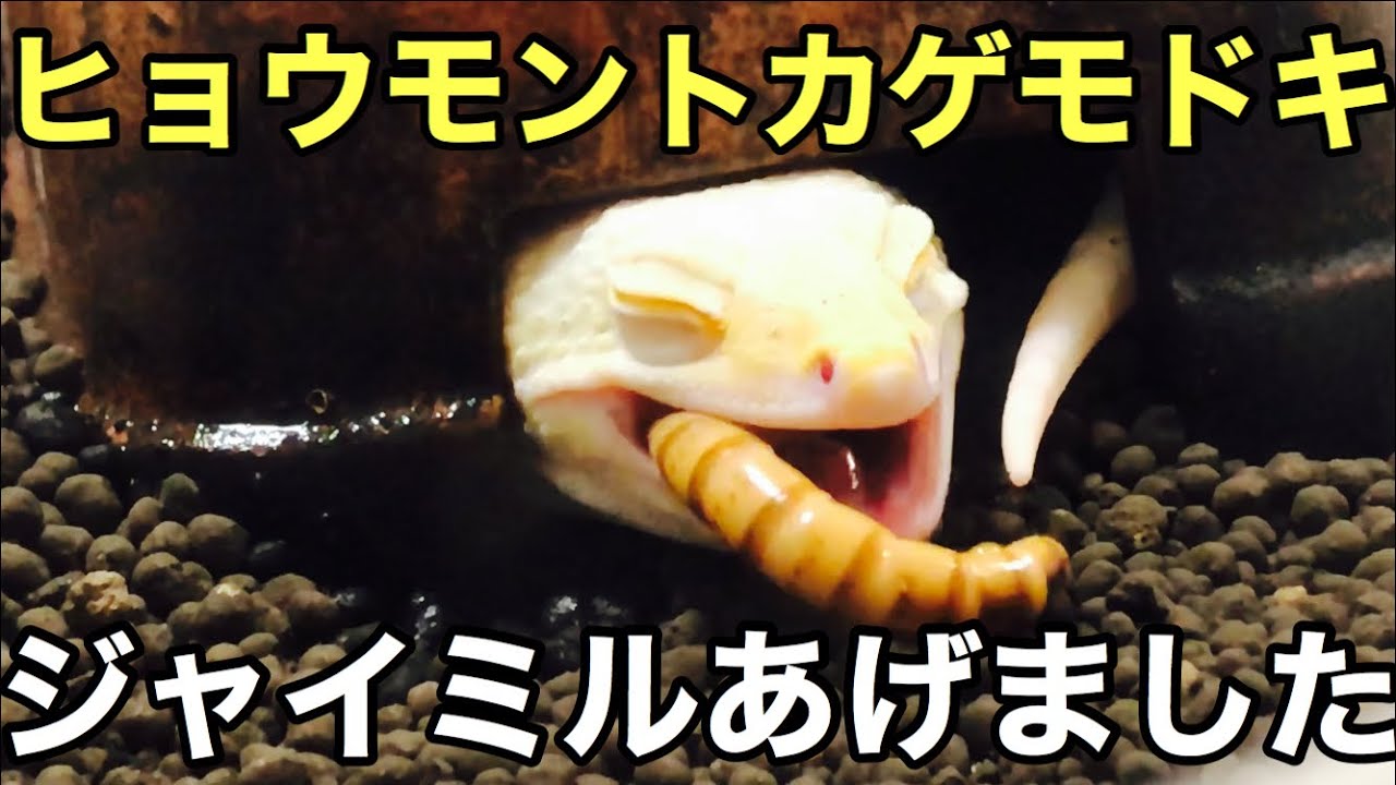 レオパ達にジャイアントミルワームをあげました【爬虫類】