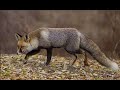 Secrets Of Iran S Wildlife Fox اسرار حیات وحش ایران روباه 