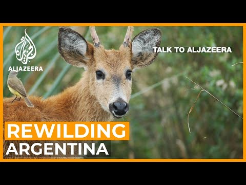 Videó: A távoli természetmegőrzés Argentínában bizonyítja a Tough szépségét