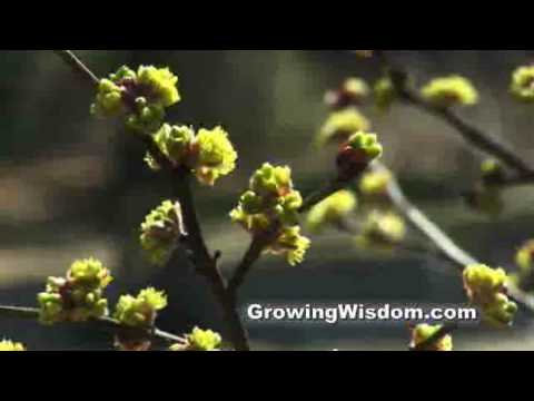 Wideo: Rodzaje roślin podszytowych - wykorzystanie drzew i krzewów podszytowych w krajobrazie