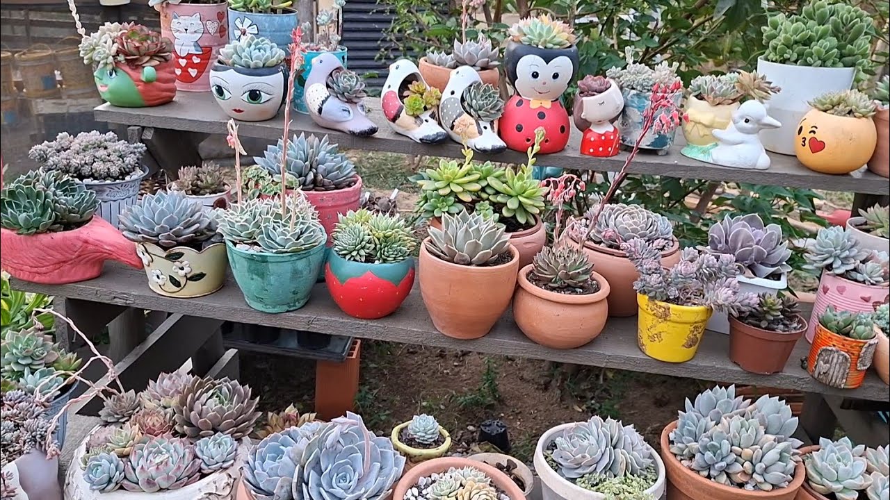 Tour pela Suculentas cultivadas no tempo