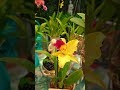 #confessyourlove. #miami #orchid #cattleya  #oshun .
